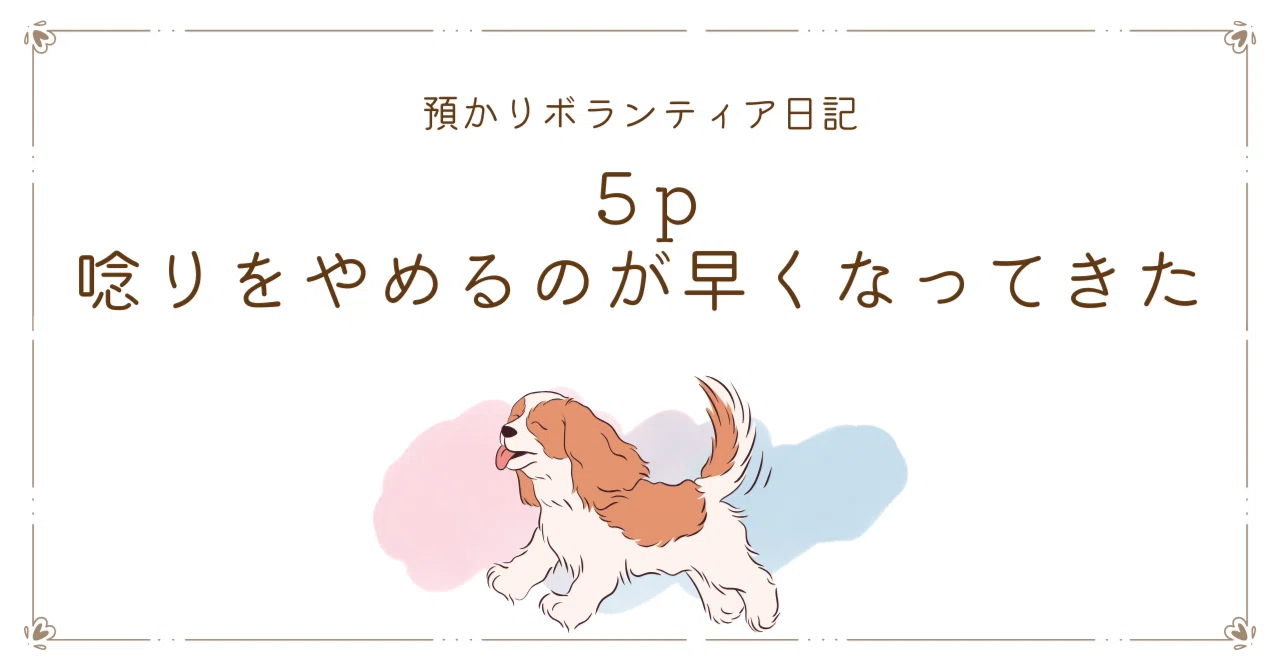 5p【預かりボラ日記】唸りをやめるのが早くなってきた。｜Dogs & Person HappyLife
