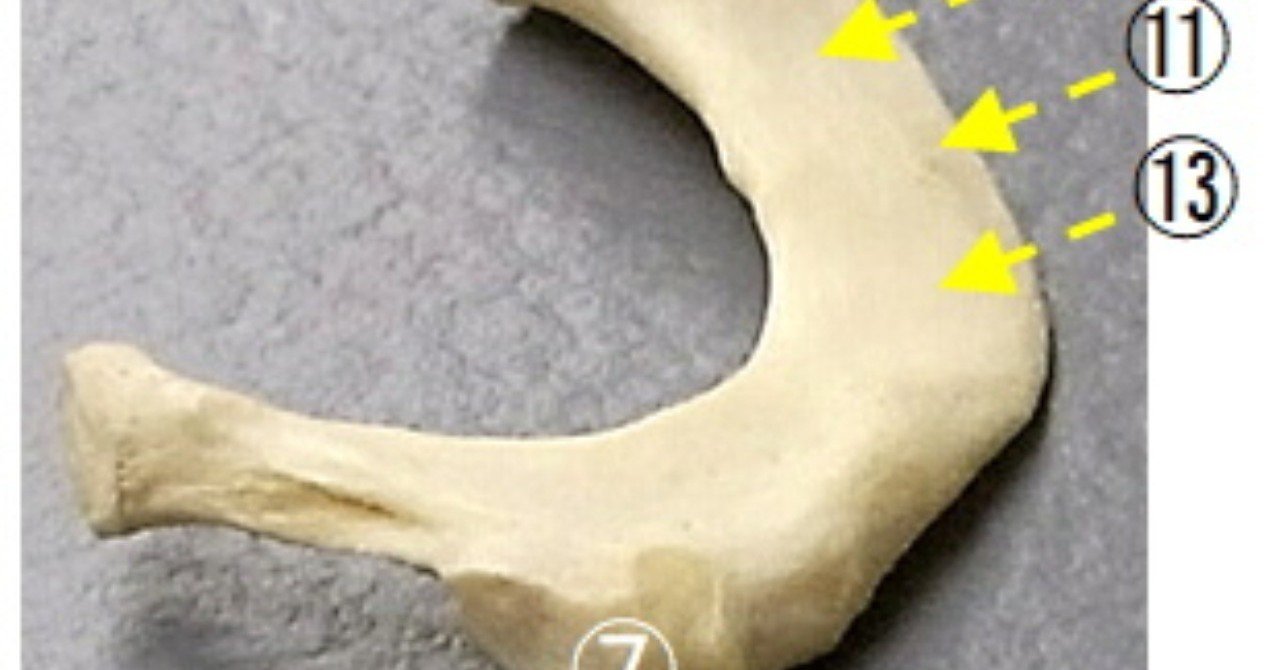 運動器の解剖学 骨学各論 胸郭 胸骨 肋骨 K５ Note