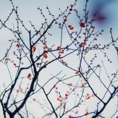 葉隠否定論」と今後について｜尾上与一🌟15周年🌟