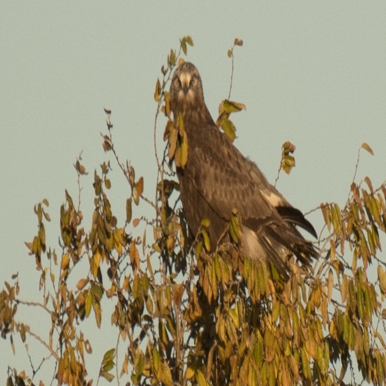 シカゴでバードウォッチング！】 Rough-legged Hawk ケアシノスリ