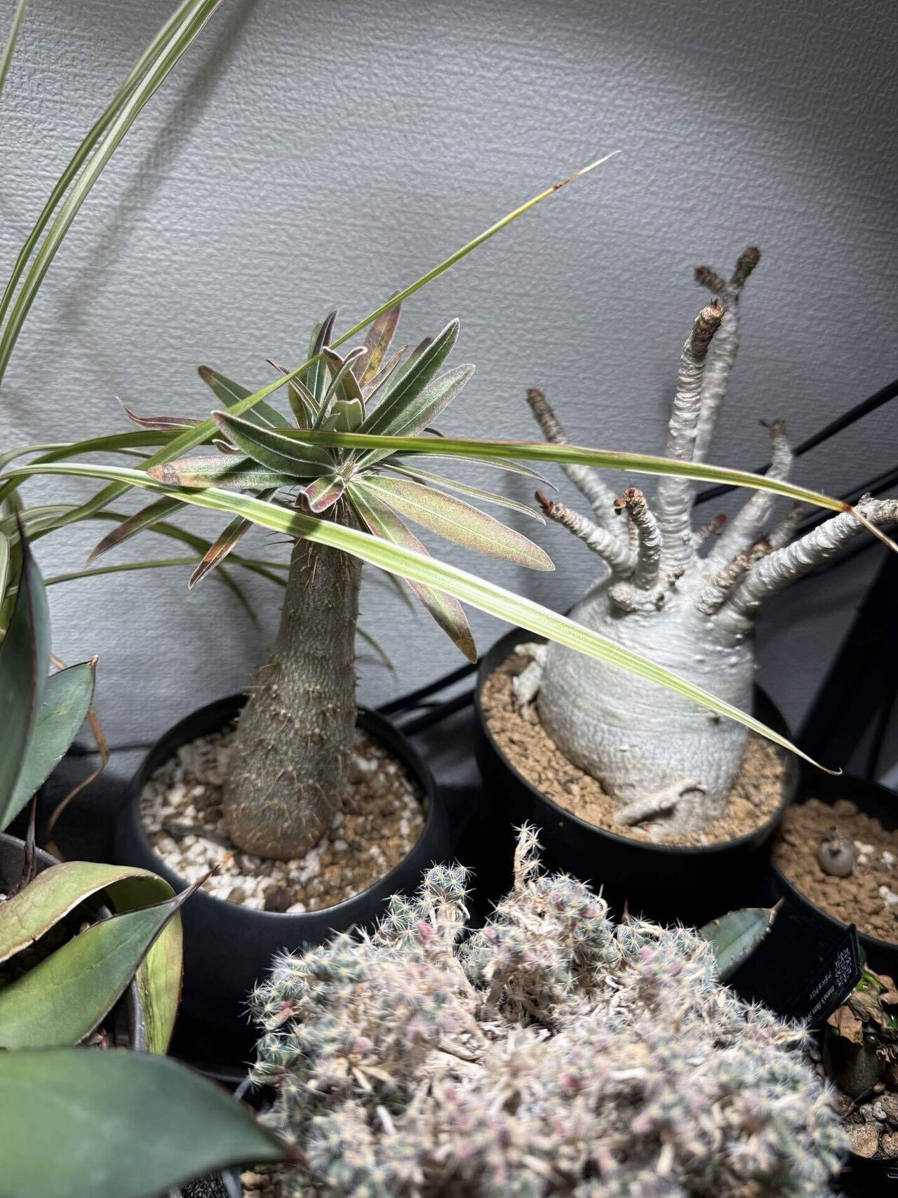 コーデックス成長記録⑩｜1ch16