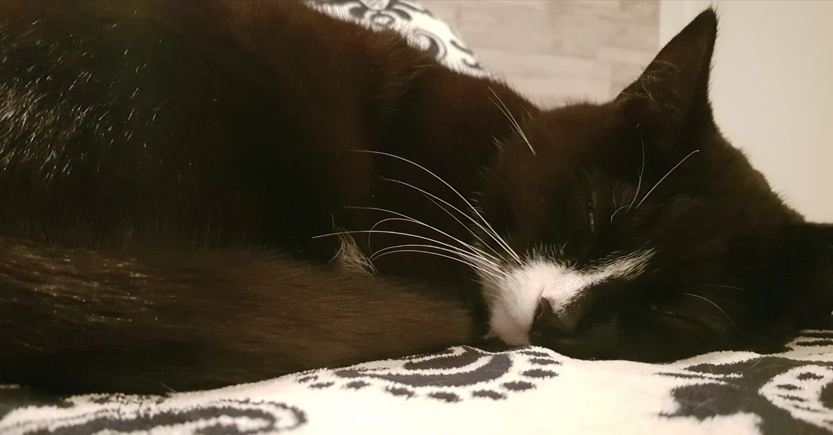 猫のペースで過ごす時間が、心に豊かさを運ぶ理由|ハル 猫のペースで過ごす時間が、心に豊かさを運ぶ理由|ハル