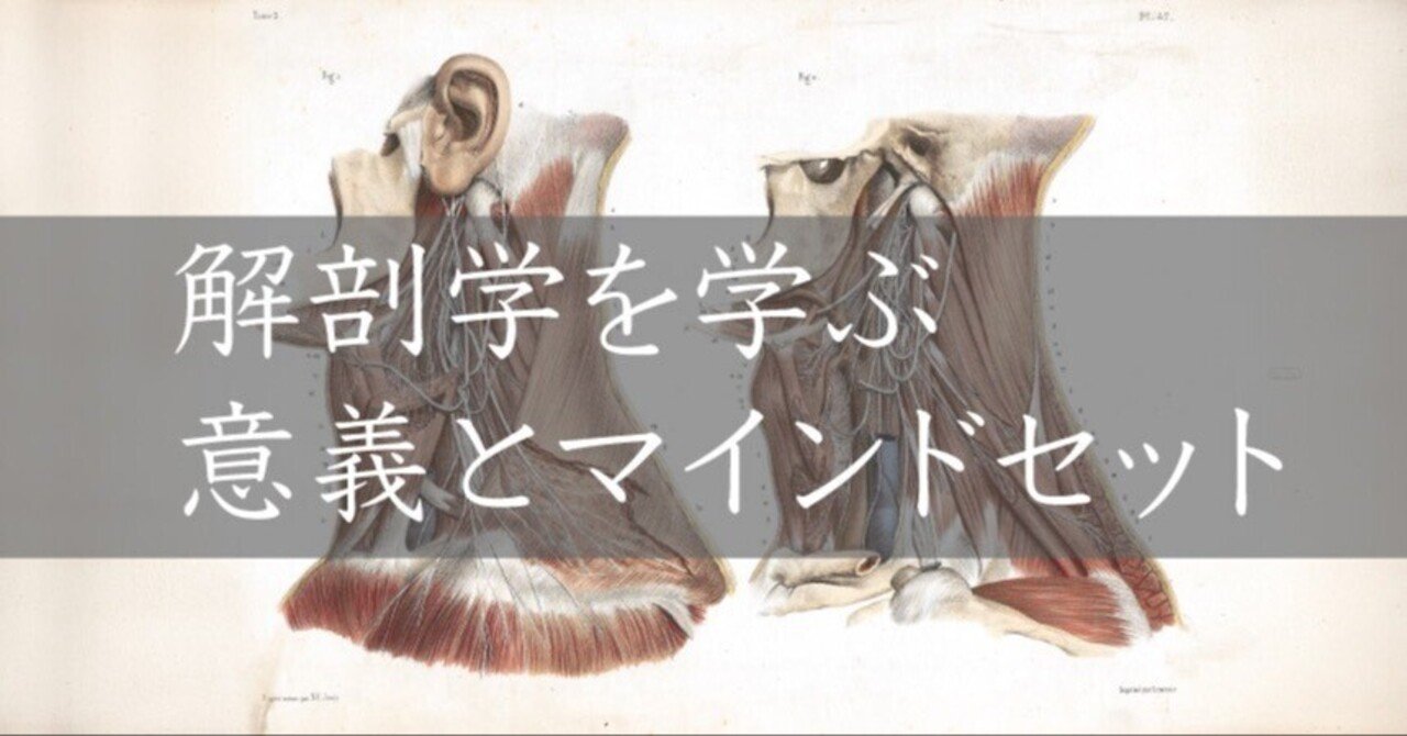 解剖学講義 | 伊藤 隆, 高野 廣子 |本 | 通販 | Amazon