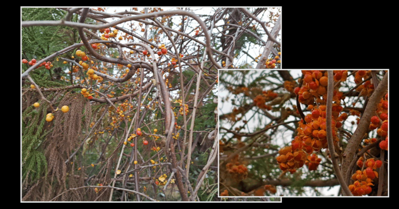 42）ツルウメモドキ｜ねこつう