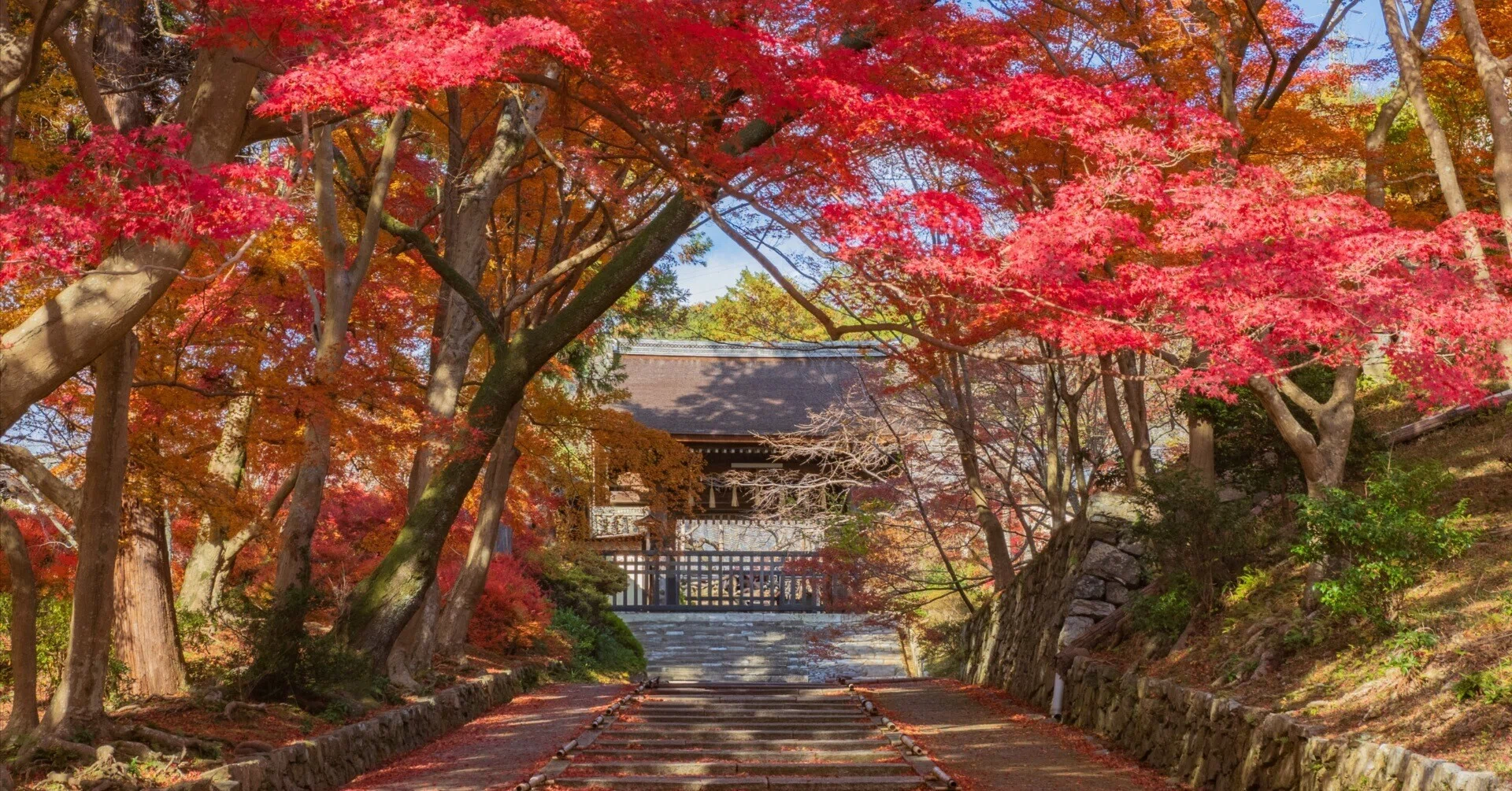 雲楽窯　紅葉　赤葉（箱あり2点組） 雲楽窯 紅葉 赤葉（箱あり2点組） 【公式通販】