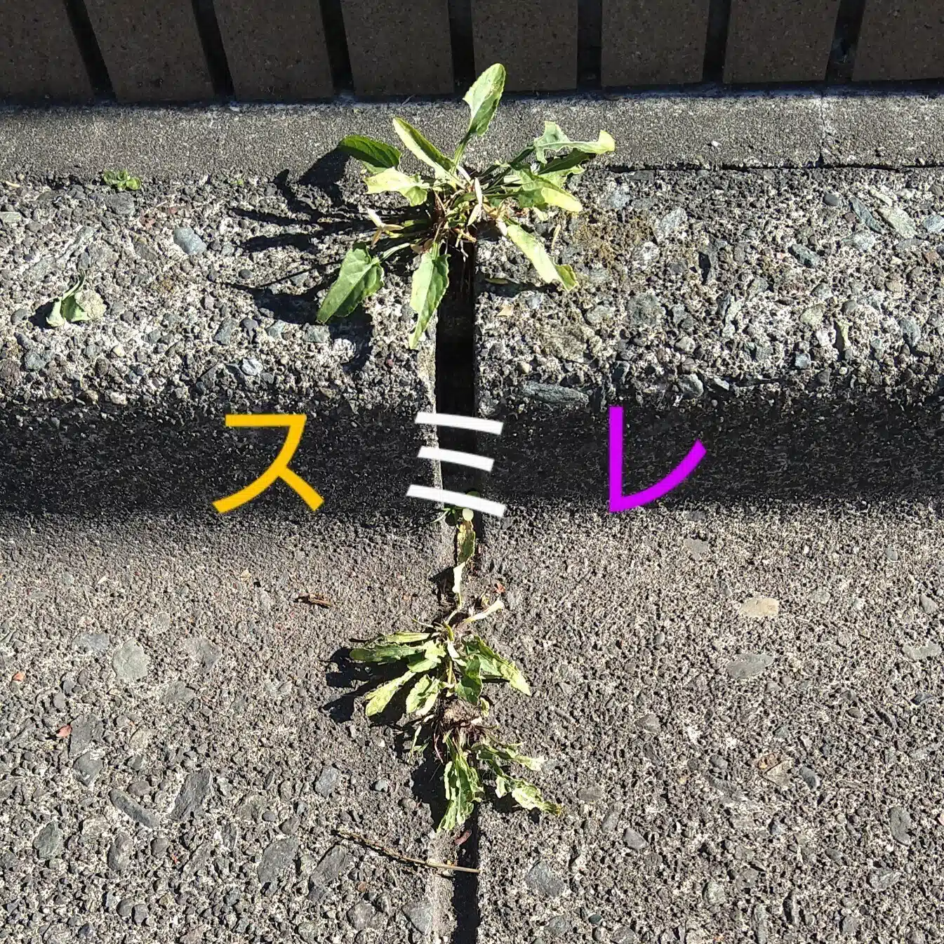 森子スミレ