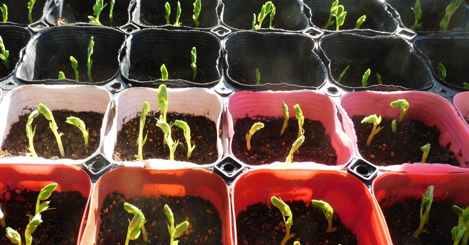 豆が発芽しました｜ベジスピ（野菜育てはスピリチュアル）