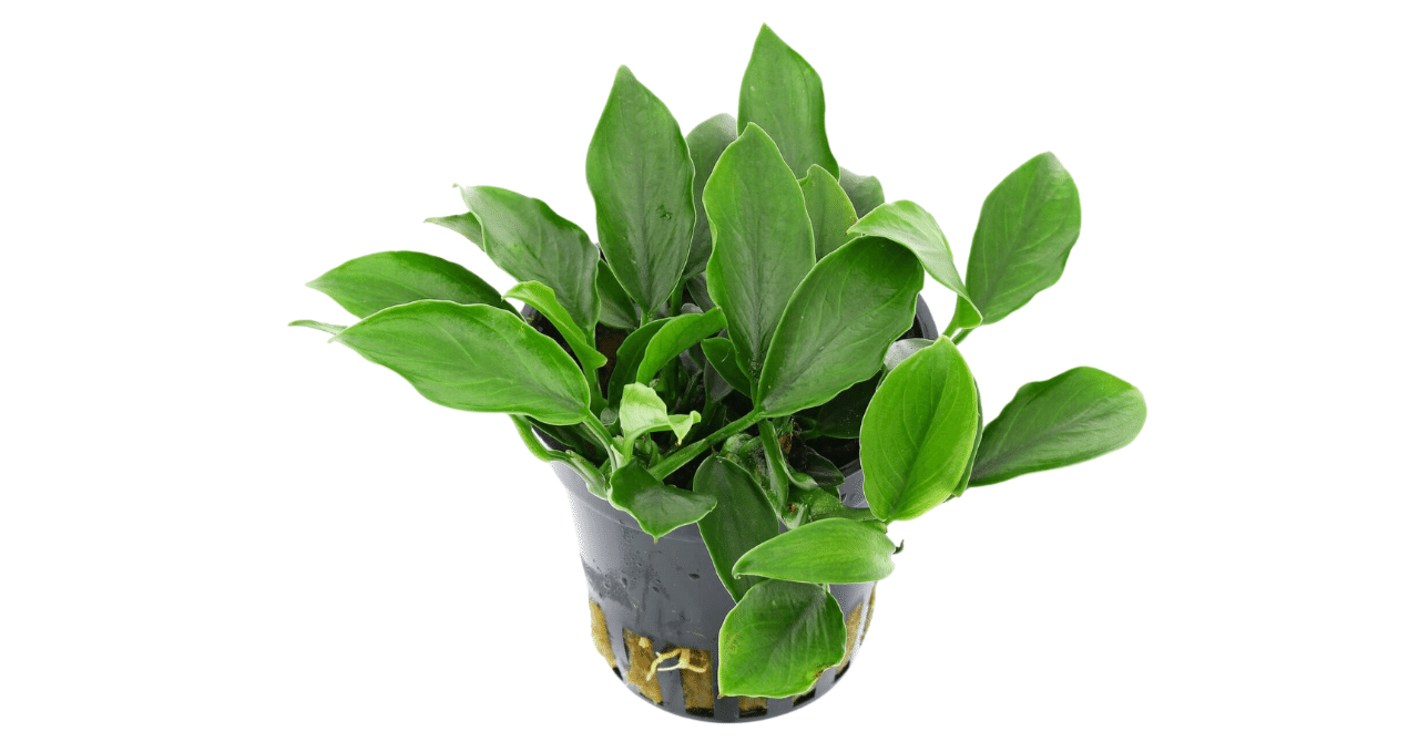 アヌビアス・ナナ・パクシン｜アクアモノグラフ情報｜NoA｜MASUKO