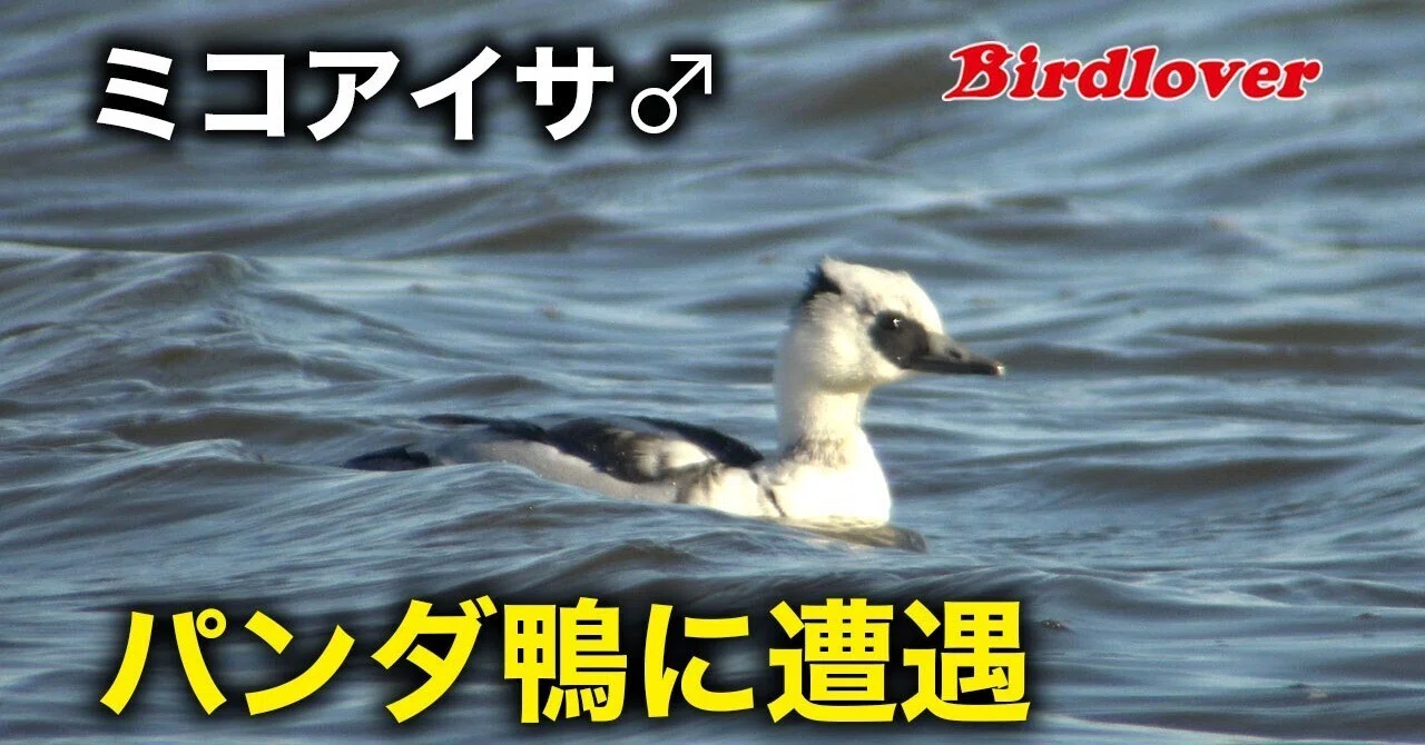 パンダ鴨・ミコアイサ君に遭遇！｜Birdlover