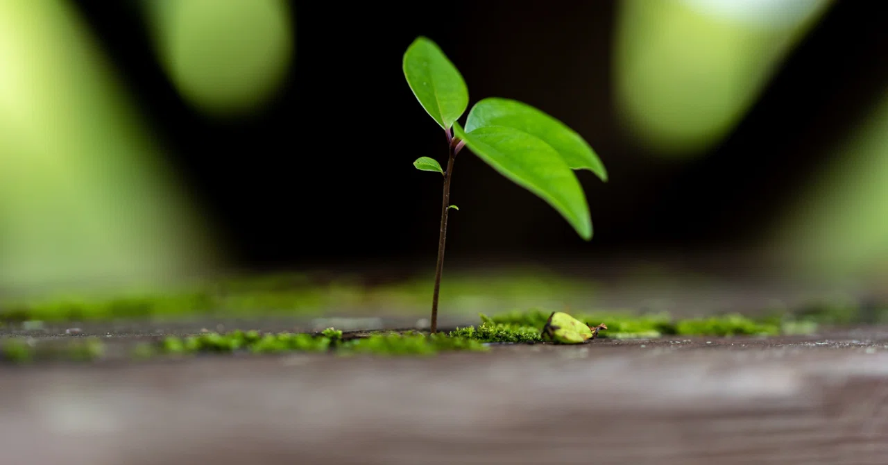 執着の薄れる方法：小さな望みを叶えてあげる｜ 魂を養生する