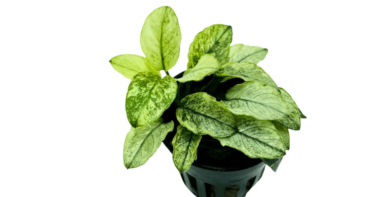 アヌビアスナナ　斑入りキング　5株 アヌビアスナナ 斑入りキング 5株