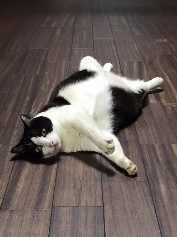 猫の絵柄が腕に着いた日｜705