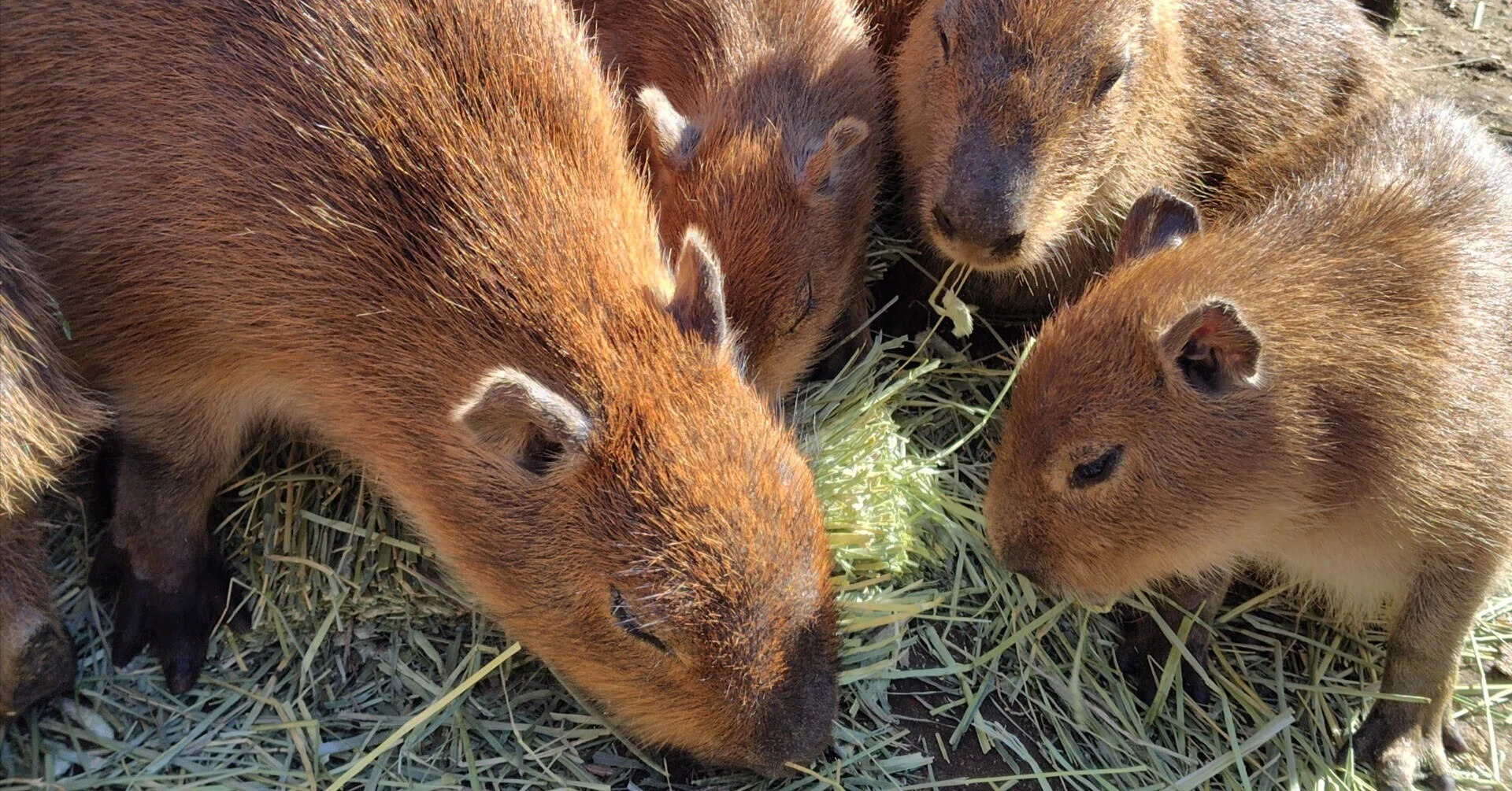 カピバラパラダイス｜高田朔実