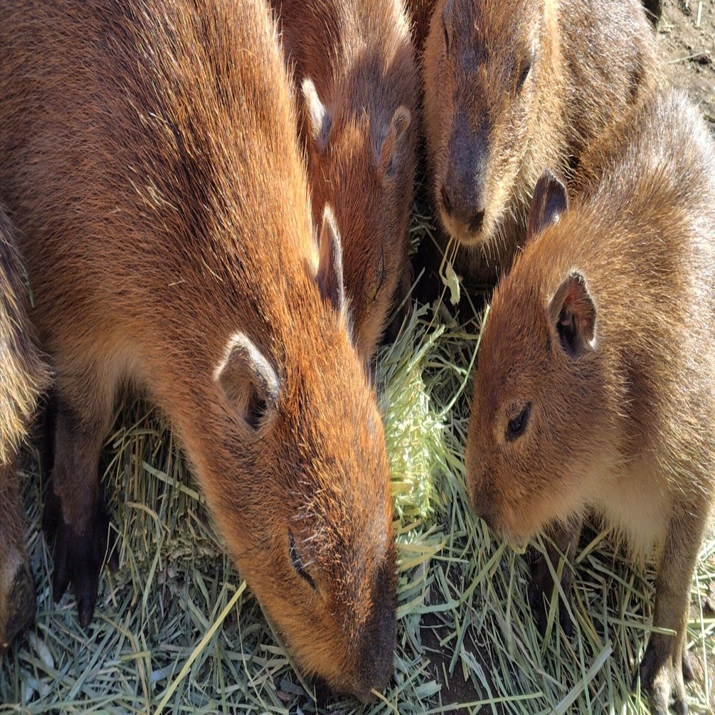 カピバラパラダイス｜高田朔実
