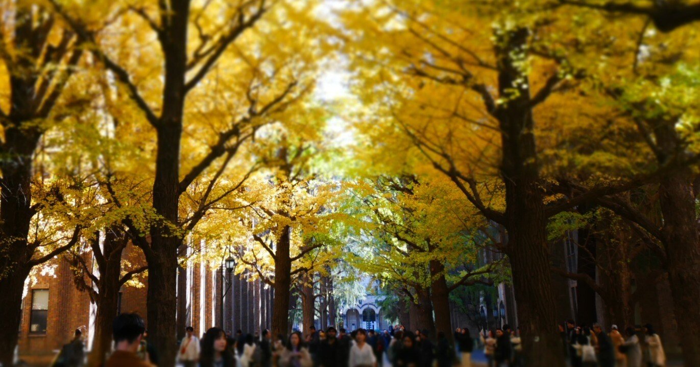 519 東京のシンボル・イチョウを訪ねて｜ミヤコカエデ（Miyako Kaede)