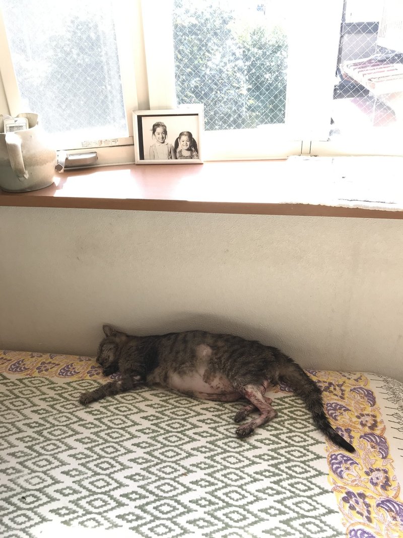 10月23日 飼い猫のミロが亡くなった テイク Note