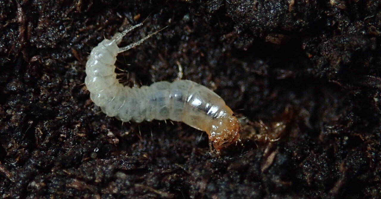 幼虫 ミヤマクワガタ3令幼虫のマクロ撮影 | 元アカモビの”気ままな”の