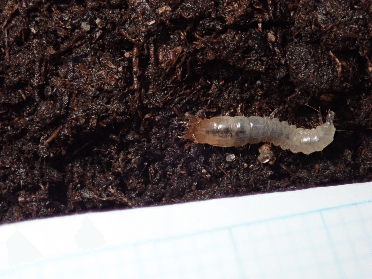 終齢へと至るセアカヒラタゴミムシ幼虫｜トモロウ