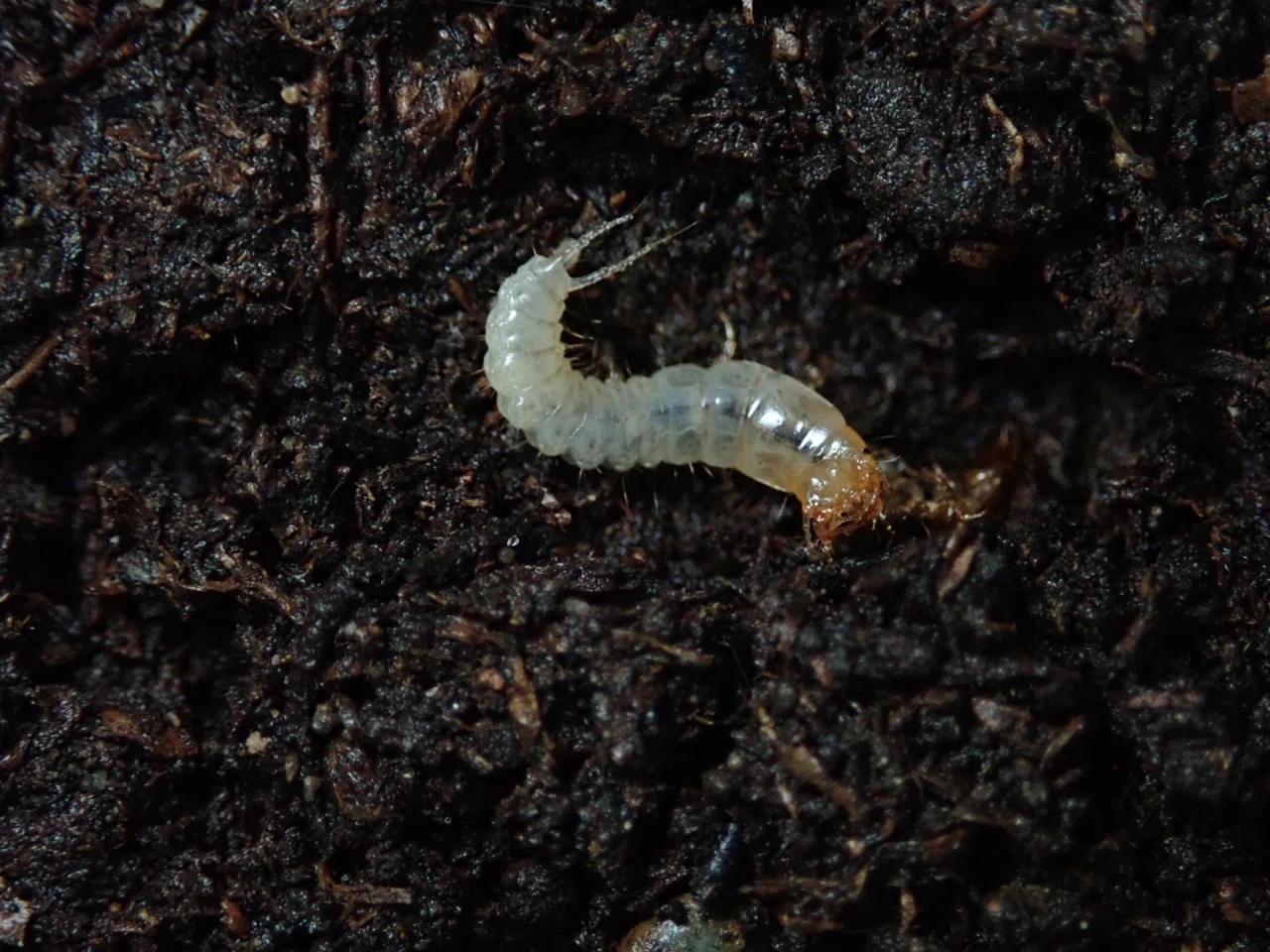 終齢へと至るセアカヒラタゴミムシ幼虫｜トモロウ