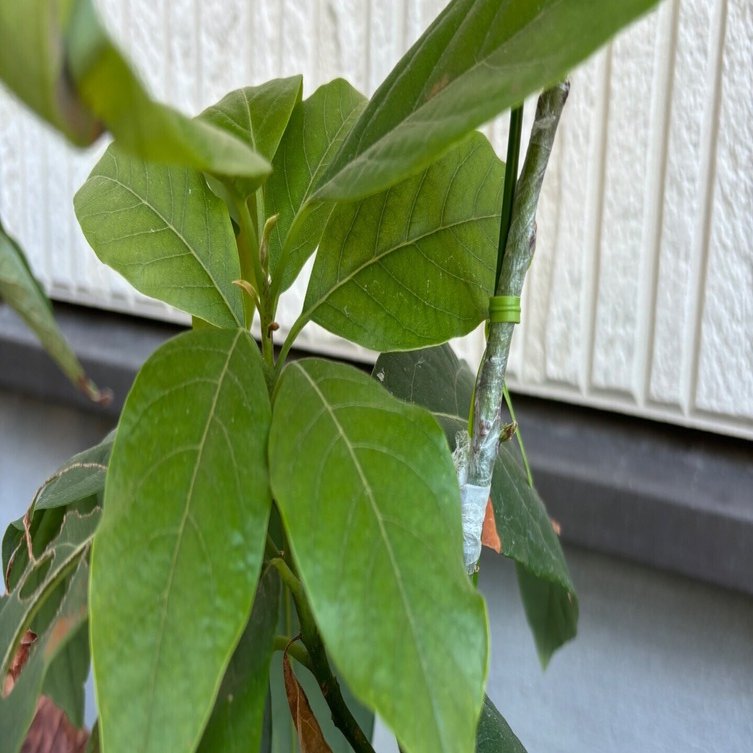 一般人が本気でアボカド栽培に挑戦してみた⑨［猛暑を乗り越え…］｜Kei