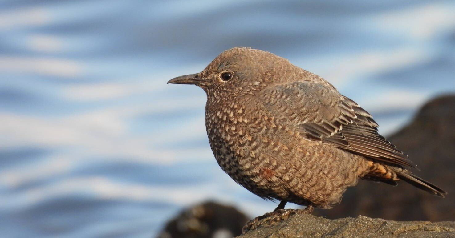 渡り鳥様、専用 fbca6d756f548863bdf3777b2fa844