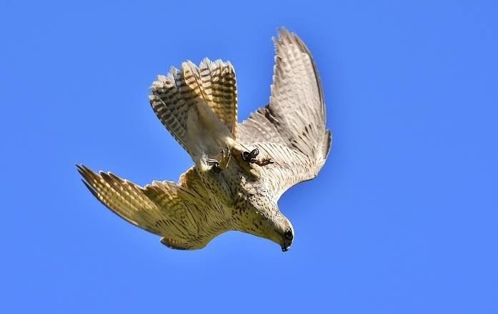 第685回 怖くて恐ろしい野鳥 翆野 大地 Note