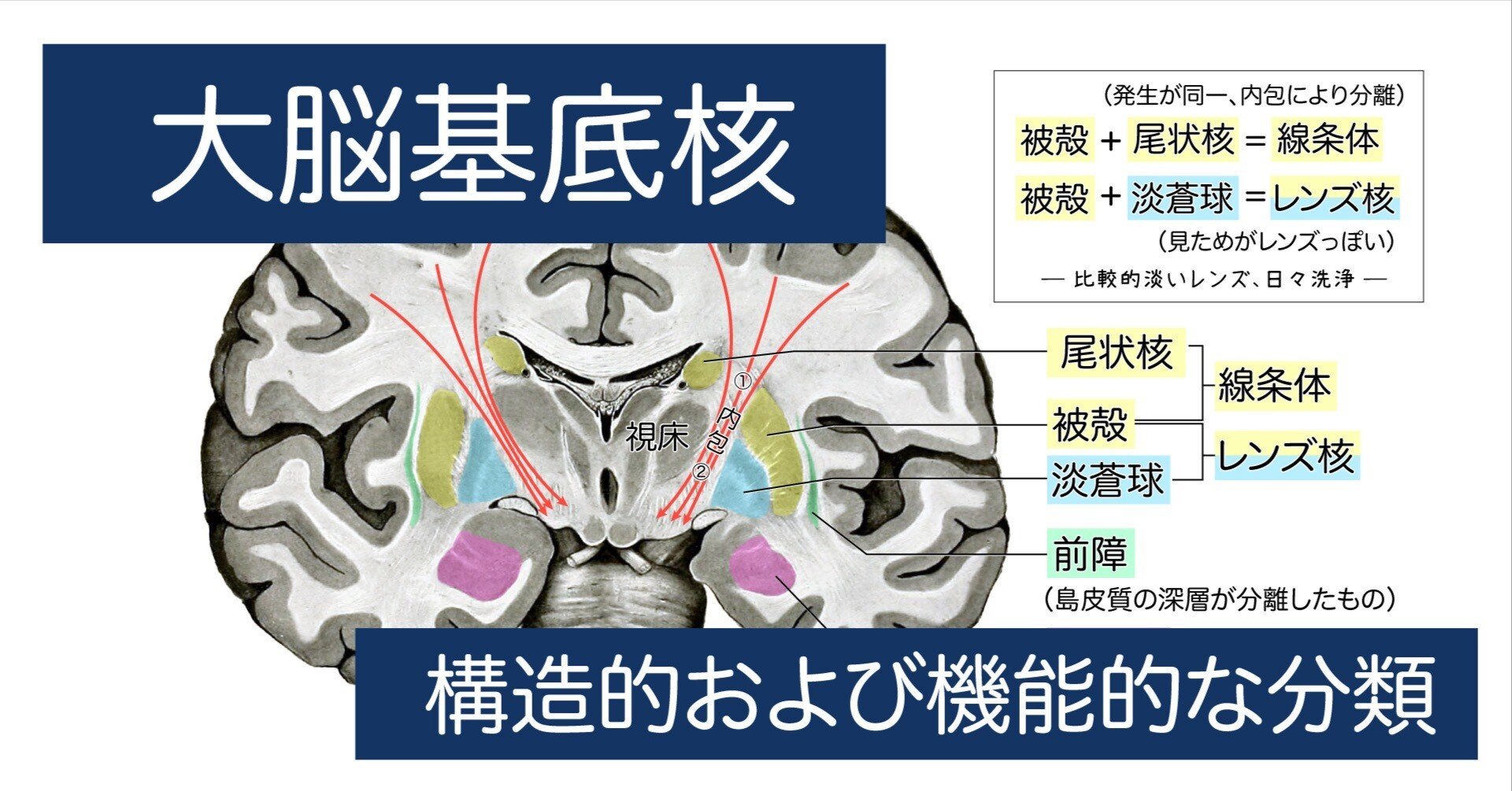大脳基底核（basal ganglia）の構造的および機能的な分類｜かずひろ