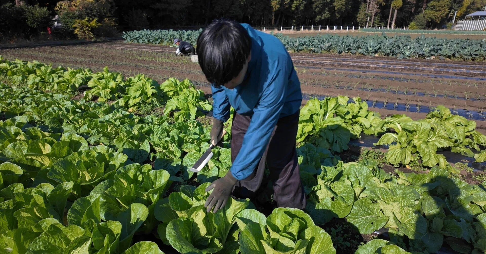 農家 お城の山の農家さんを訪ねて｜伊東菜々子｜神奈川犬のクビネッコ
