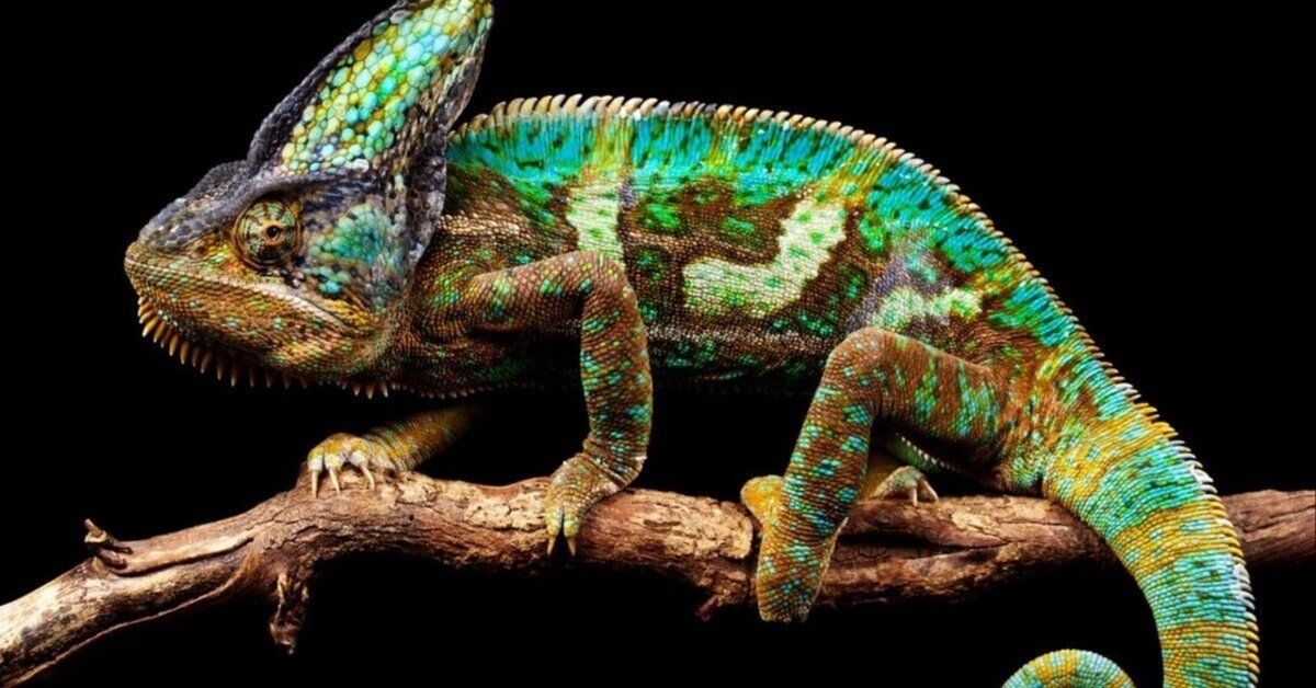 セッション定番曲その155：Chameleon by Herbie Hancock｜Kohji