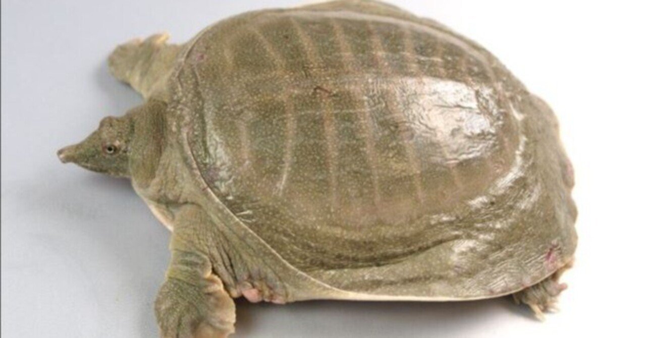 fab フローリアンデッキ+α fab フローリアンデッキ+α Florian deck fab フローリアンデッキ+α