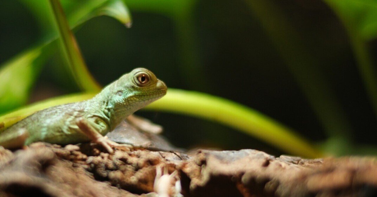 izooとkawazooでNOKTONの素晴らしさを改めて知る【X-T5 × NOKTON 35mm