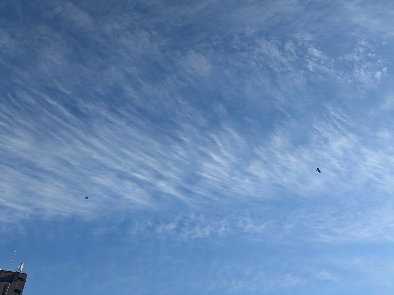 刷毛ではいたような、薄い薄い筋状の雲。「巻雲(けんうん)」でしょうか。雲の中でも一番高いところにできる雲とのこと。なるほど、空が高く見えるわけ ...