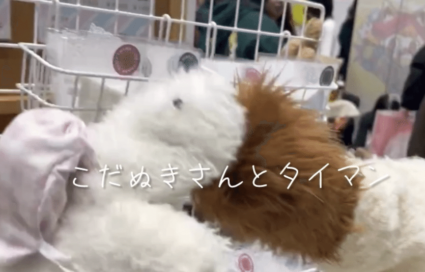 あとりえこだぬき | . 「おもゆ」 とてもちいさい