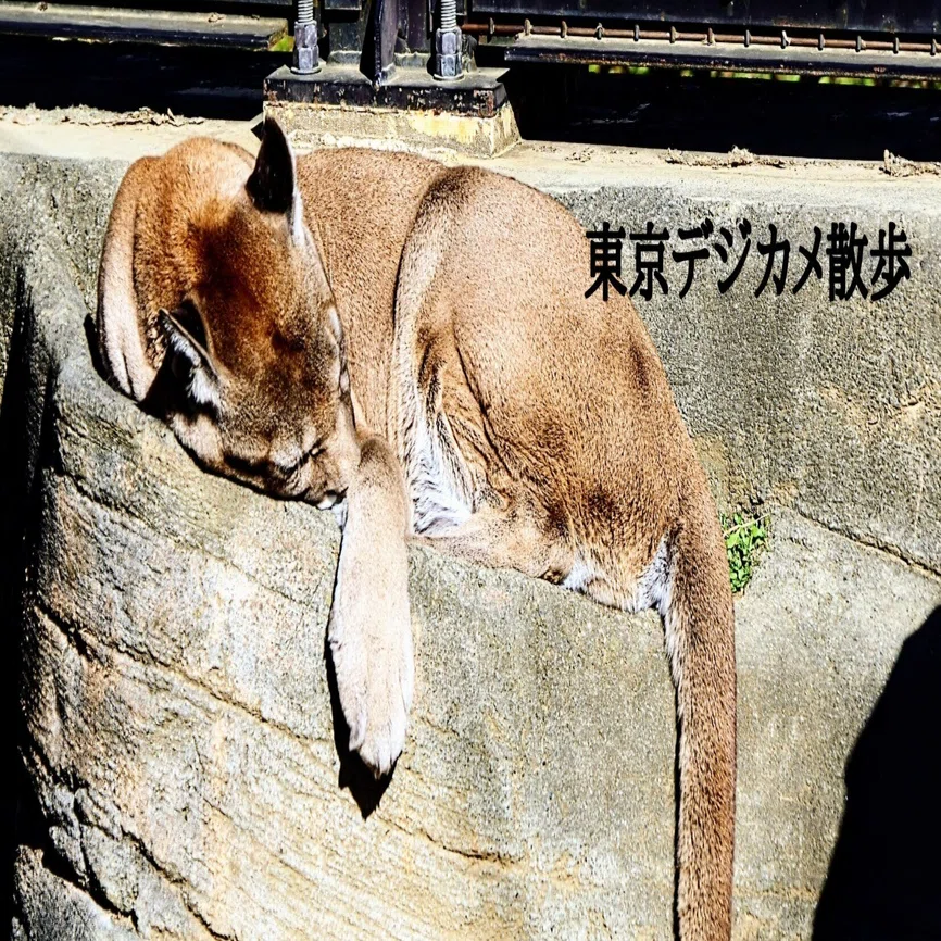 日本平動物園へ行ってきました。2024.12.11 wed. （動物編）｜michio