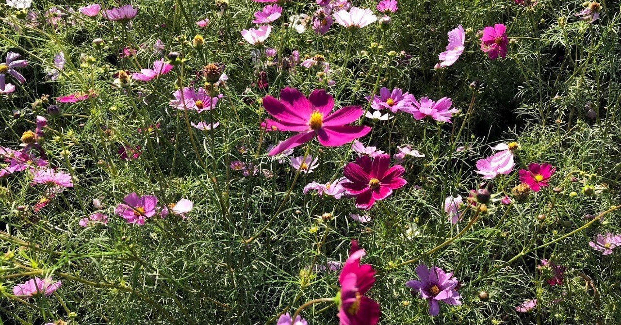 四季の美という名前の由来 伝統工芸のイトウ Note 四季の美という名前の由来 伝統工芸のイトウ Note