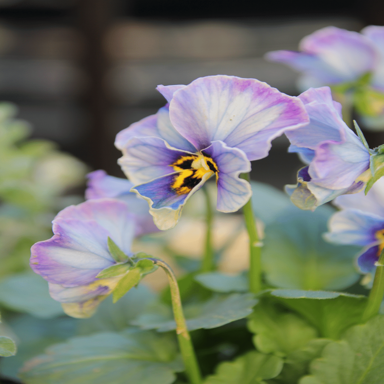 ビオラ買いすぎ問題2024 ① ヌーヴェルヴァーグ ラピスラズリ💠｜すず