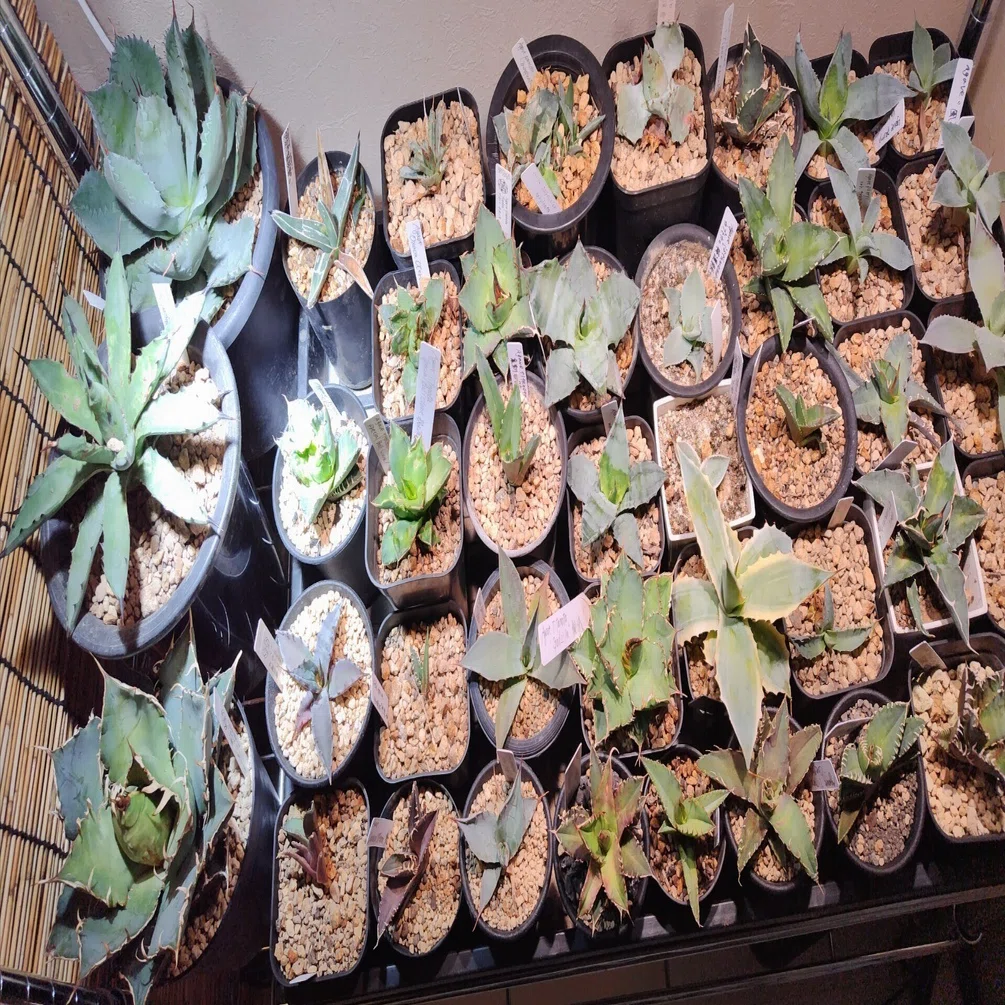 寒すぎるので植物を家に入れたぞ！｜鰯野つみれ@創作大賞2026に参加中