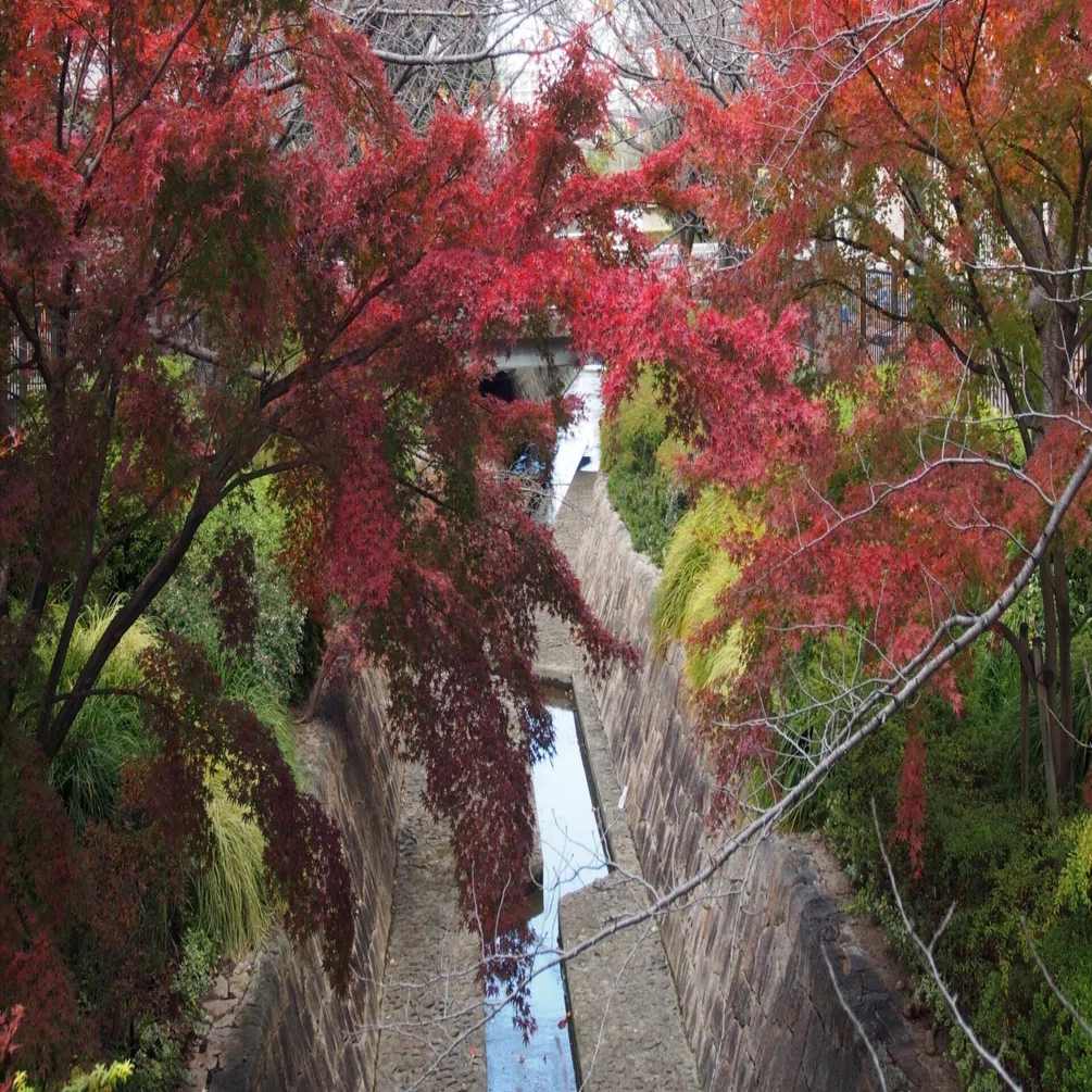 尼崎市 つかしん2024年12月16日【紅葉】｜レタス