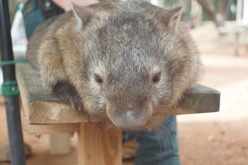 動物好きにはウォンバットはオススメすぎる 夫婦世界一周紀105日目 草作 Note