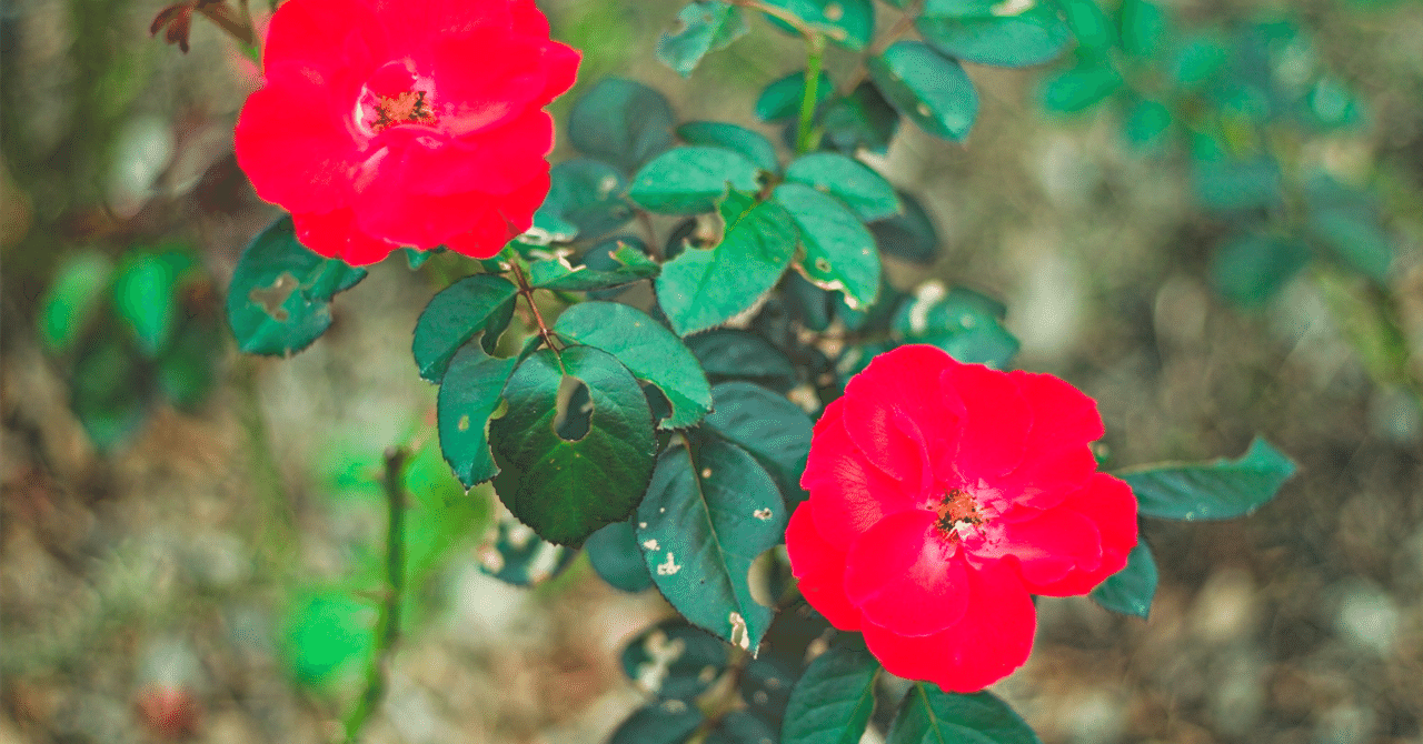 rectangle_large_type_2_c839c1f