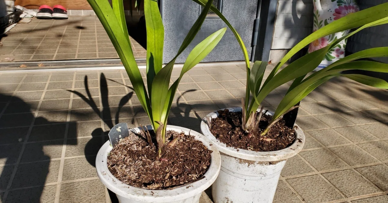 キンリョウヘン 花芽4本 金稜辺 日本蜜蜂 誘引 【公式通販】