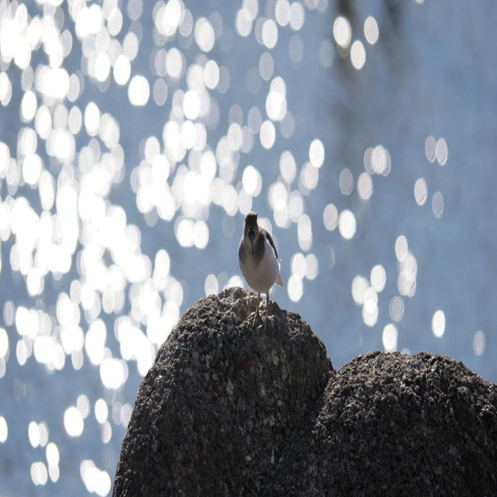 始まりの町　2枚 通販限定】ラバープレイマット Z/X -Zillions of enemy X-「ほのめ