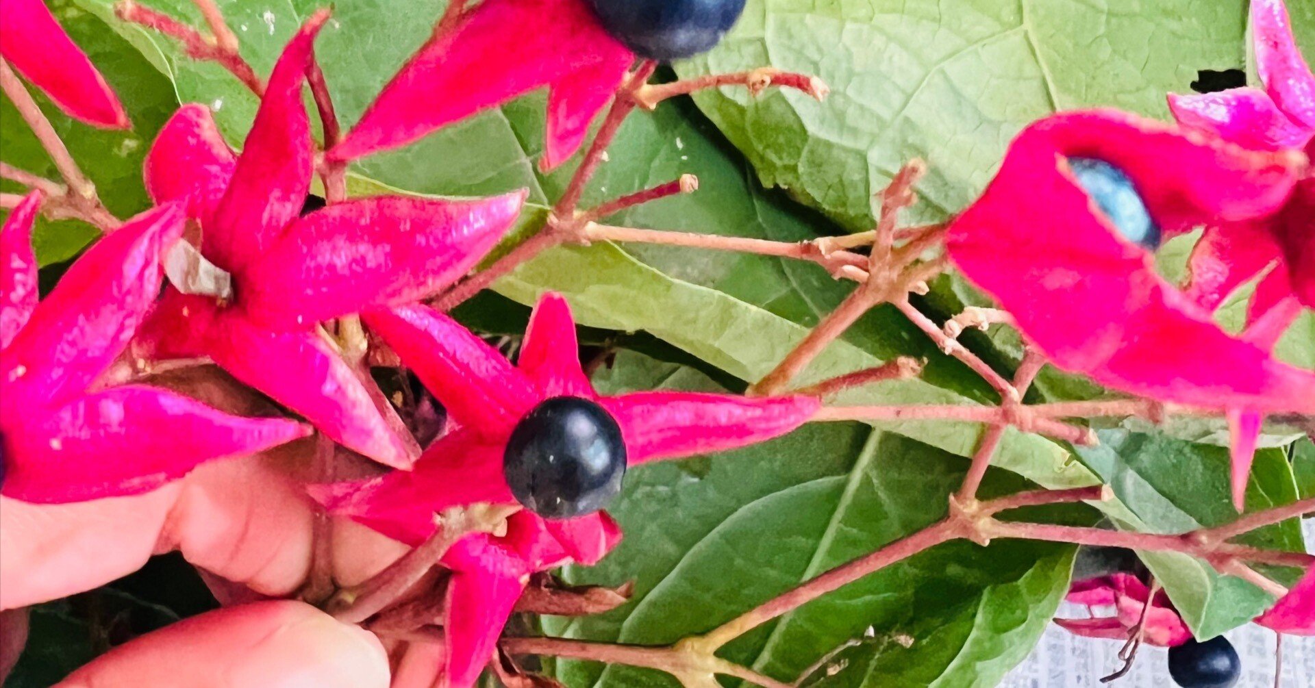 草木染(臭木の実染)　 茜1,臭木2,玉ねぎ1 4枚のセットになります。 草木染(臭木の実染) 茜1,臭木2,玉ねぎ1 4枚のセットになります