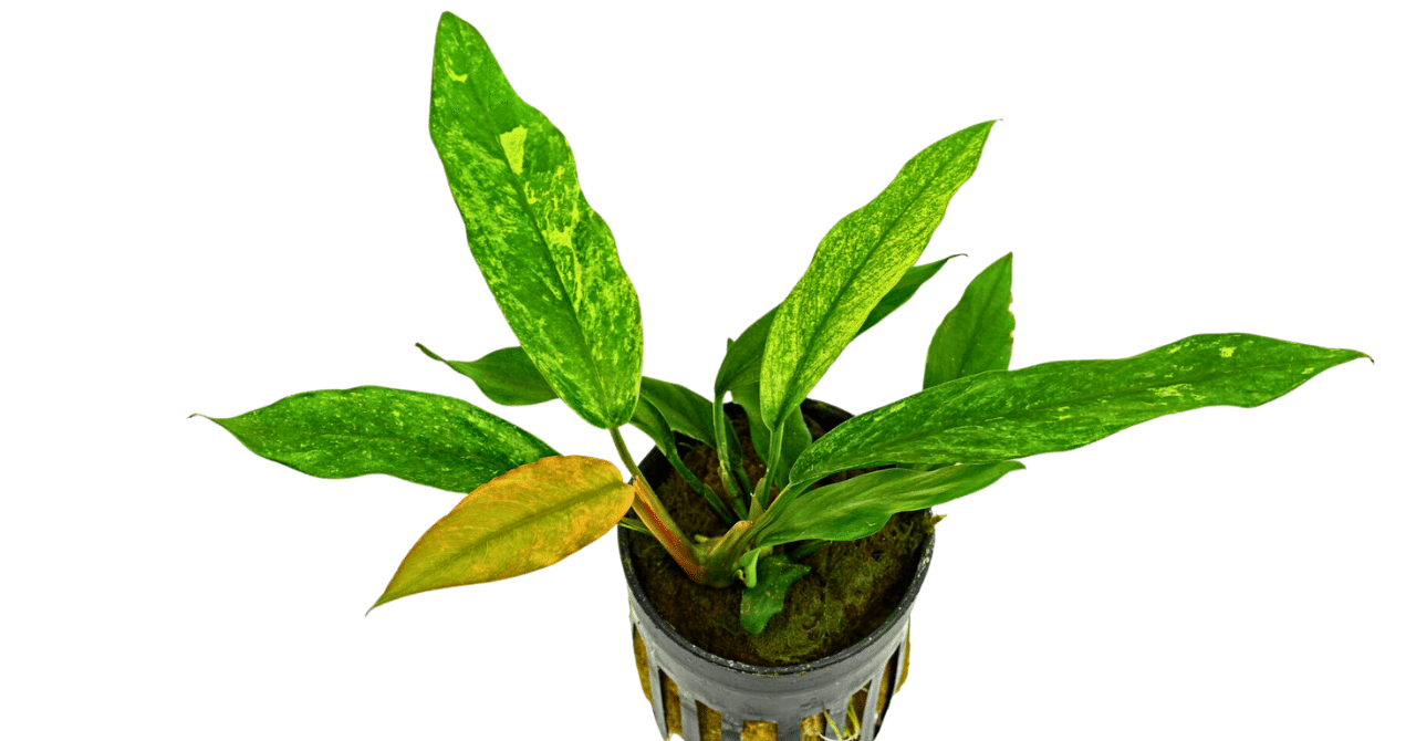 アヌビアス・バルテリー var. グラブラ 斑入り｜アクアモノグラフ情報