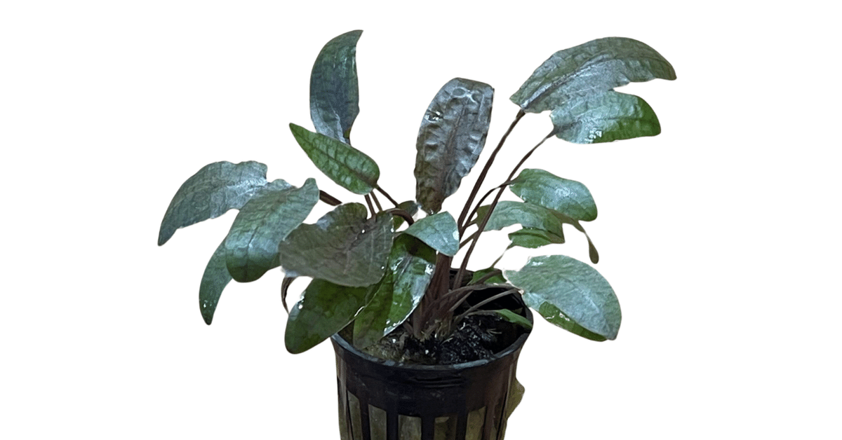 クリプトコリネ　スワイテシー　キリンディオヤ産 クリプトコリネ スワイテシー キリンディオヤ産 クリプトコリネ