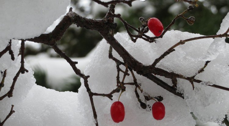 いつの間にか山茱萸の葉がすっかり落ちて赤い実が雪に映えます。今朝は今年初めて積もりましたよ、雪が。