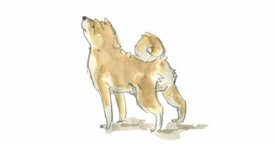 隣の家から犬の鳴き声がずっと聞こえるんだけど こういうときどうしたらいいかわからない みかん農園 ごろごろ の あずさわ Note