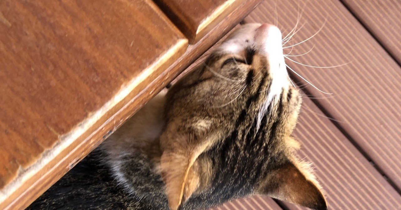 猫かわいいの話 ひよこ Note