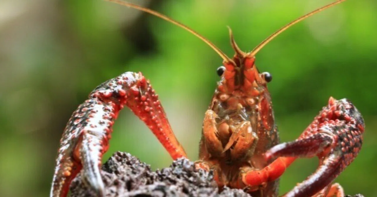 ザリガニの「ザリ」とは何か｜かのまた まさお