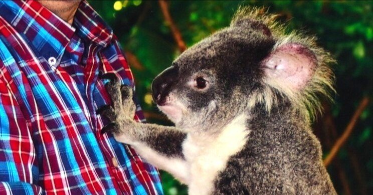1】今もコアラを抱っこできます（オーストラリア初旅行）｜千田正哉